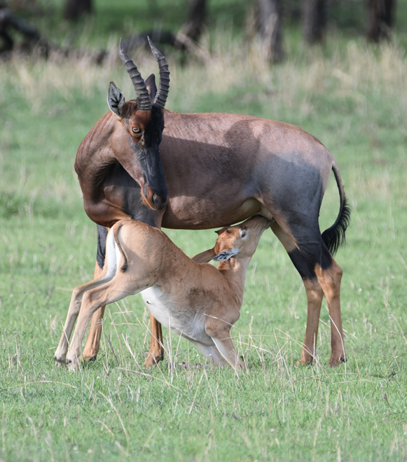 serengeti-national-park-extreme-expedition-travel