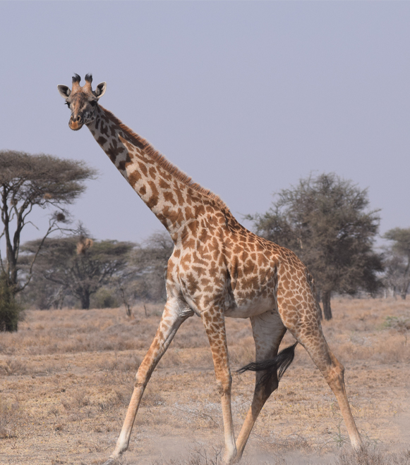 10 Days Tanzania Safari, All Northern Parks In 1 Trip