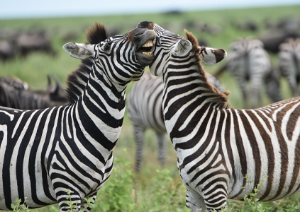 2-days-tanzania-short-safari