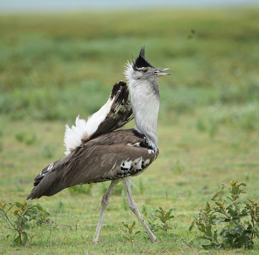 bird-watching-extreme-expedition-travel