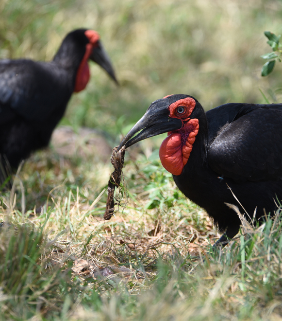 tarangire-national-park-day-tour